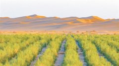 新疆出产扶植兵团